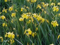 Iris Ensata 'Rising Sun'
